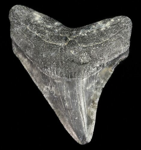 Juvenile Megalodon Tooth #56607